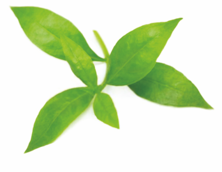 Henna Leaf