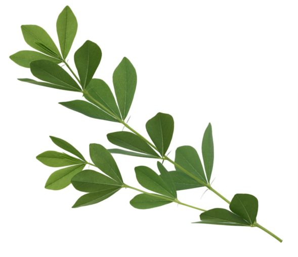Indigo Leaf